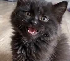 Adorable chaton (femelle) nebelun/persan - Photo 2