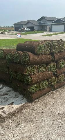 fresh grass sod for sale