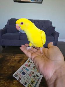 Indian ringneck Baby