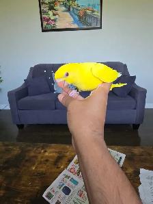 Indian ringneck Baby - Photo 2