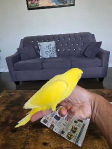 Indian ringneck Baby - Photo 5