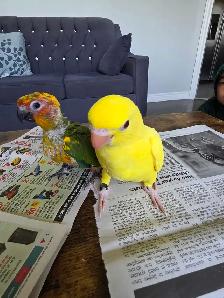 Indian ringneck Baby - Photo 6