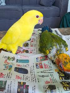 Indian ringneck Baby - Photo 8