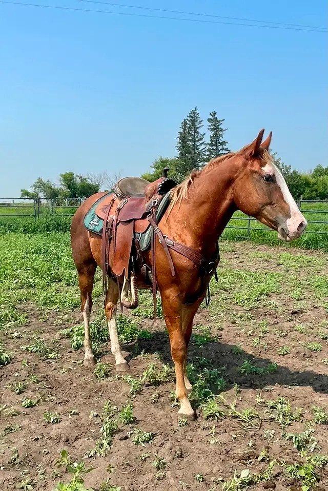Started flashy 2 year old gelding