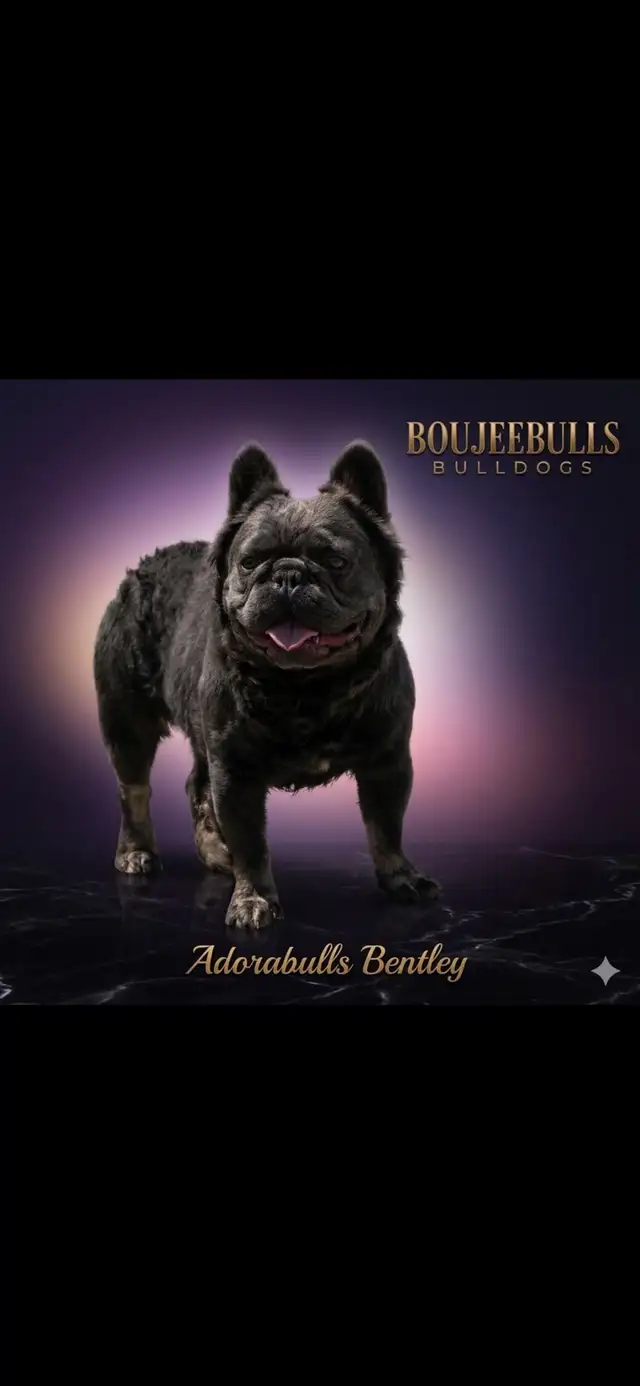 French bulldog STUD