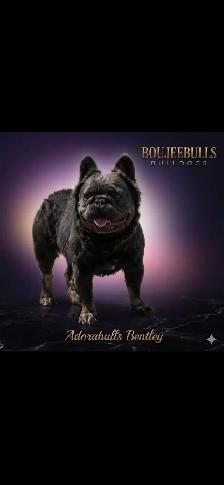 French bulldog STUD