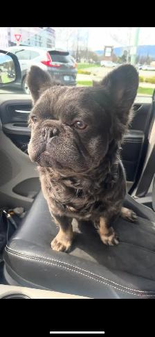 French bulldog STUD - Photo 2
