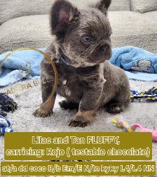 French bulldog STUD - Photo 3