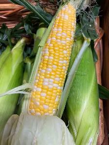 Super sweet corn - Photo 2