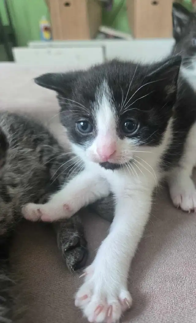 chaton 1
