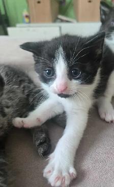 chaton 1