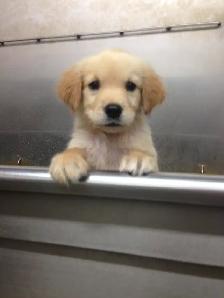Dog Grooming Services - Photo 2