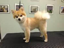 Dog Grooming Services - Photo 3