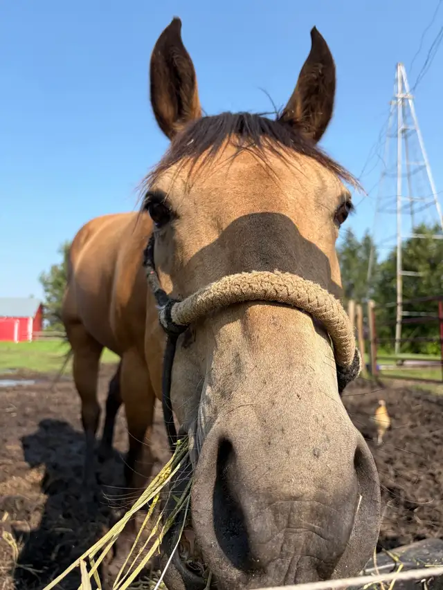 6 year old gelding