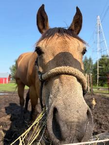 6 year old gelding