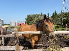6 year old gelding - Photo 2