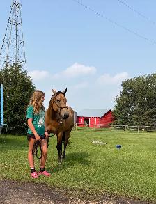 6 year old gelding - Photo 3