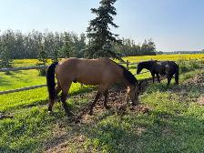 6 year old gelding - Photo 4
