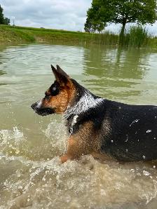 Doggie Daycare at Country Club for Pets - Photo 3