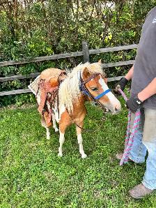 2 year old Filly pony