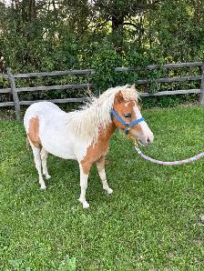 2 year old Filly pony - Photo 2