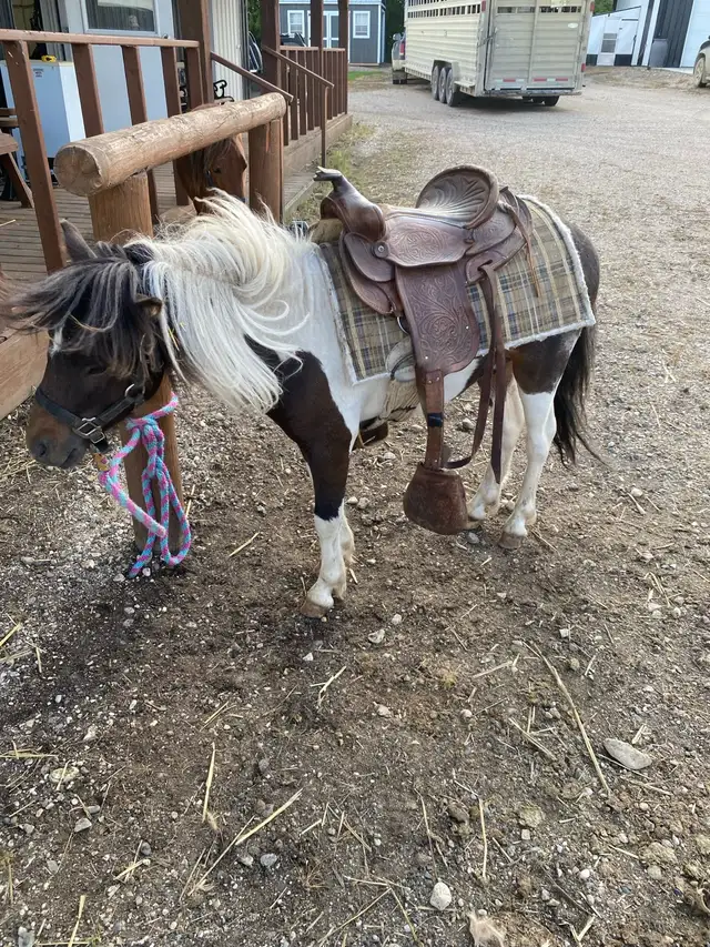 2 year old friendly pony