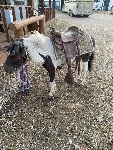 2 year old friendly pony