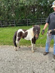 2 year old friendly pony - Photo 2