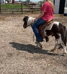 2 year old friendly pony - Photo 3