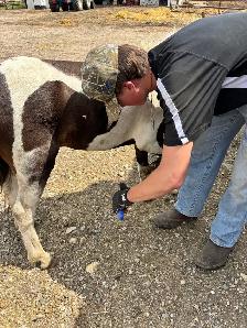 2 year old friendly pony - Photo 4