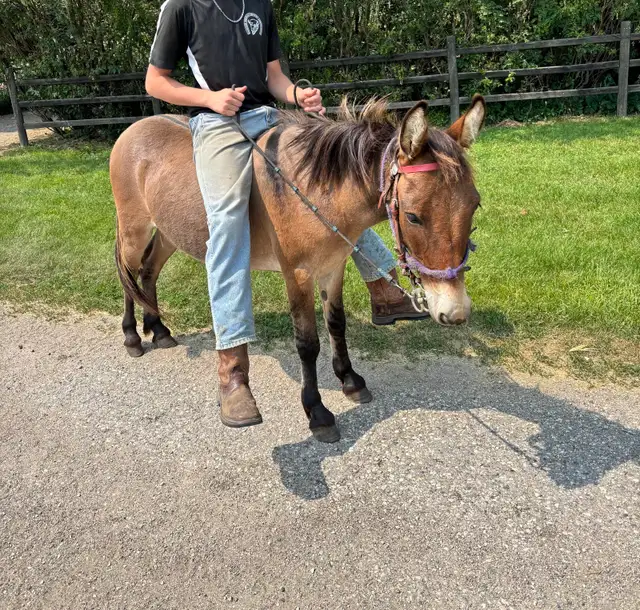 Kids friendly Mule