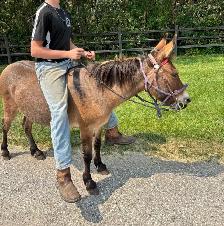 Kids friendly Mule - Photo 2