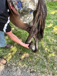 Kids friendly Mule - Photo 3