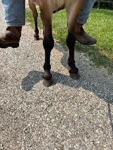 Kids friendly Mule - Photo 5