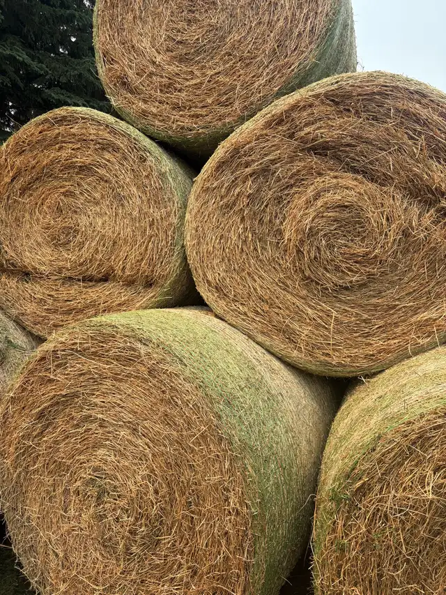 Hay for Sale