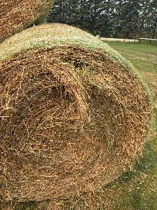 Hay for Sale - Photo 2