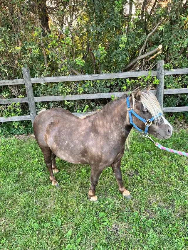 10 year old Gelding pony