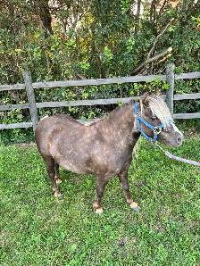 10 year old Gelding pony