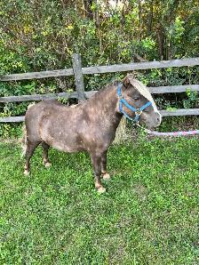 10 year old Gelding pony - Photo 3