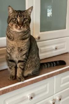 Lost Cat