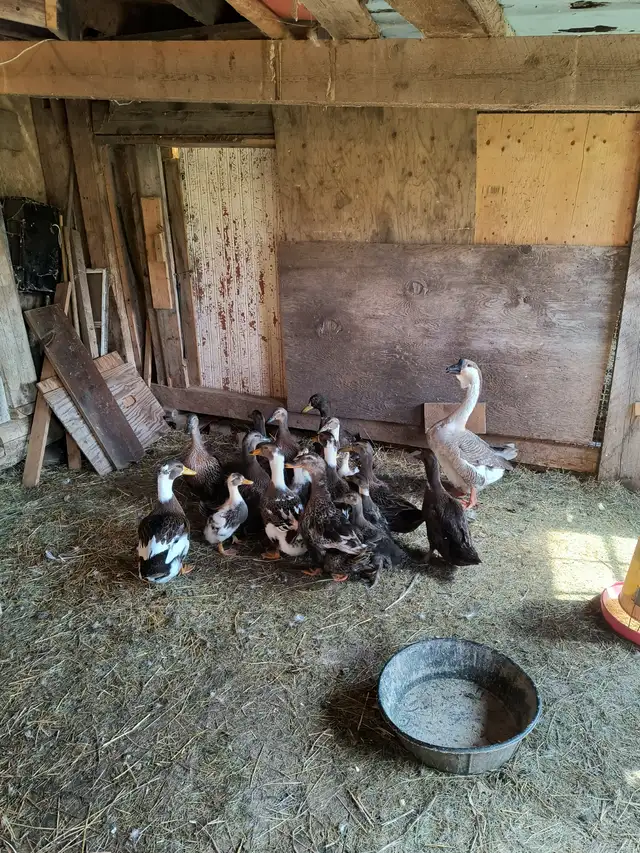 Hi I have ducks for sale all of them