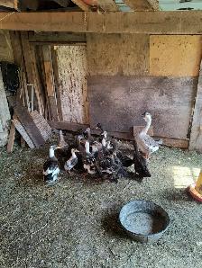 Hi I have ducks for sale all of them