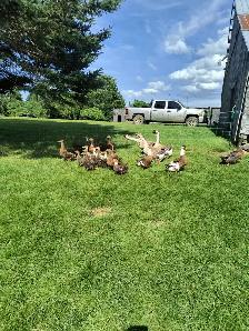 Hi I have ducks for sale all of them - Photo 2