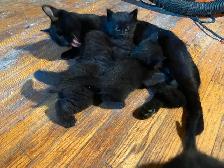 Five kittens - Photo 2