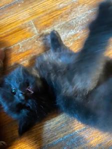 Five kittens - Photo 6