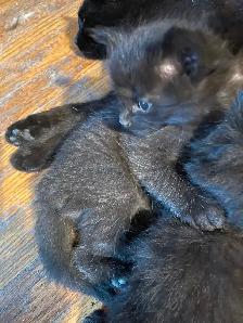 Five kittens - Photo 7