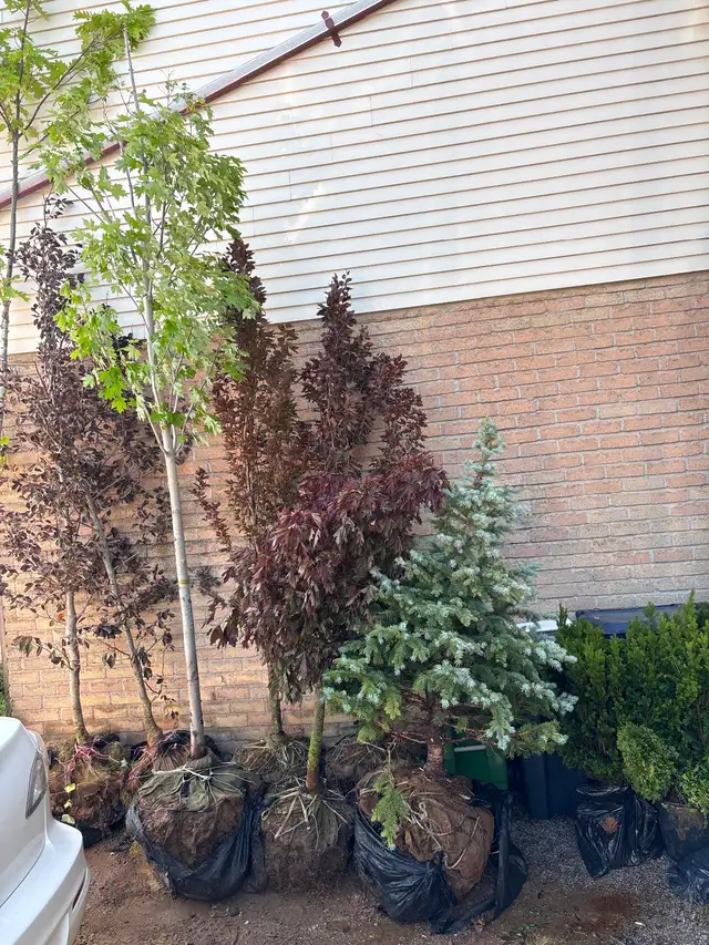 Young trees for sale