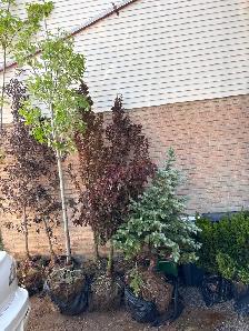 Young trees for sale