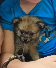 Pomeranian Puppies