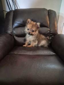 Pomeranian Puppies - Photo 2